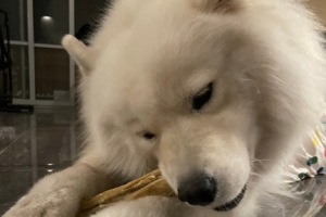 Tarzan晒宠物照：一起去买零食的bali和吃我带回来的零食的bali